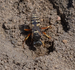 Oxybelus haemorrhoidalis