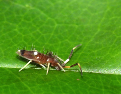 Entomobryomorpha
