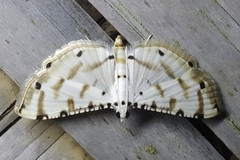 Pycnarmon cribrata
