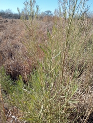 Baccharis neglecta