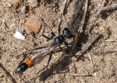 Ammophila sabulosa