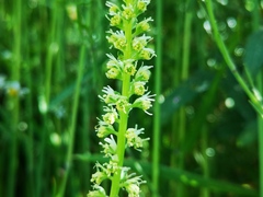 Reseda luteola