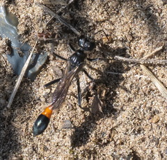 Ammophila sabulosa