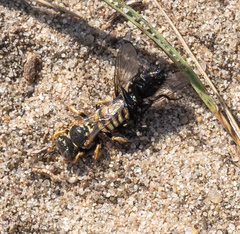 Oxybelus haemorrhoidalis