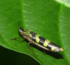 Raphirhinus phosphoreus