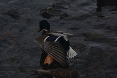 Anas platyrhynchos
