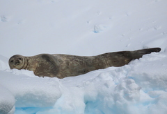 Leptonychotes weddellii