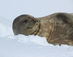 Leptonychotes weddellii