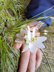 Ornithogalum juncifolium