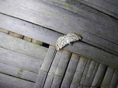 Pycnarmon cribrata