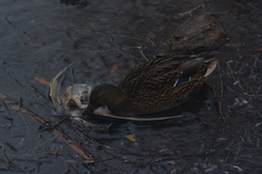 Anas platyrhynchos