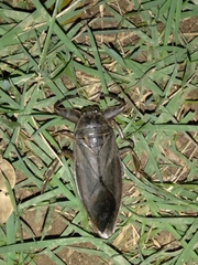 Lethocerus