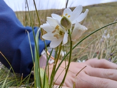 Ornithogalum juncifolium