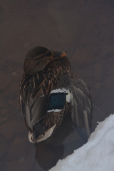 Anas platyrhynchos