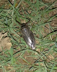 Lethocerus