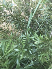 Persea borbonia