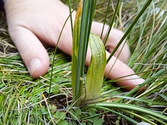 Ornithogalum juncifolium