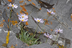 Erigeron leiomerus