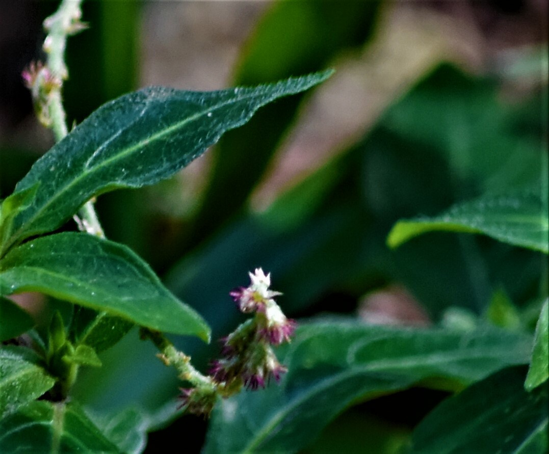 Cyathula prostrata (Cyathula prostrata)