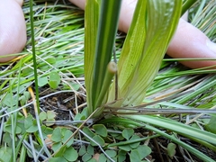 Ornithogalum juncifolium