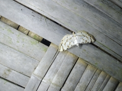 Pycnarmon cribrata