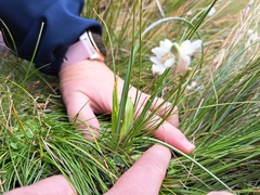 Ornithogalum juncifolium