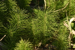 Equisetum telmateia telmateia