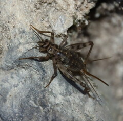 Gryllomorpha dalmatina