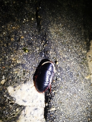 Opisthoplatia orientalis