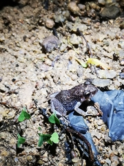 Eleutherodactylus planirostris