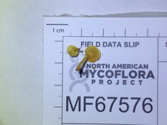 Pleuroflammula tuberculosa