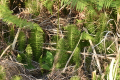 Equisetum telmateia telmateia