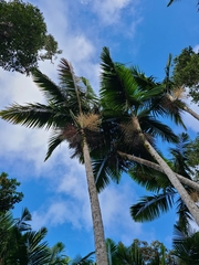 Prestoea acuminata acuminata