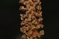 Equisetum telmateia telmateia