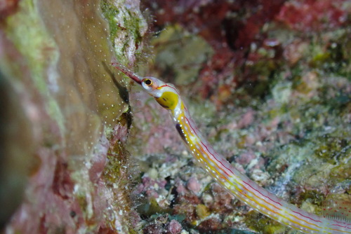 Blackbreasted pipefish (Corythoichthys nigripectus) — Syngnathidae — 3