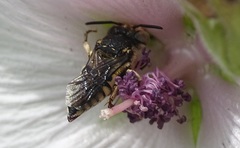 Coelioxys afer