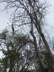 Centrolobium ochroxylum