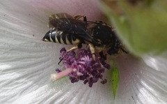 Coelioxys afer