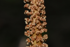 Equisetum telmateia telmateia