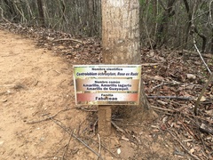 Centrolobium ochroxylum