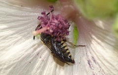 Coelioxys afer