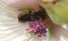 Coelioxys afer