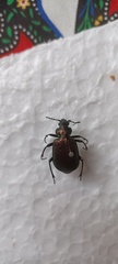 Calosoma alternans