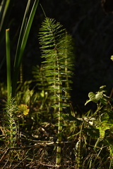 Equisetum telmateia telmateia
