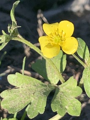 Ranunculus sardous