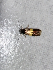 Nemophora