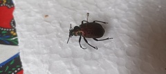 Calosoma alternans