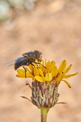 Copestylum scutellatum