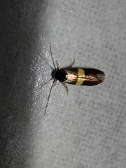 Nemophora