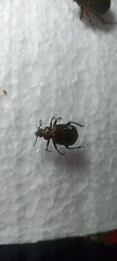 Calosoma alternans